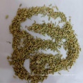 Factory price for sale quality fennel seeds fennel supplier